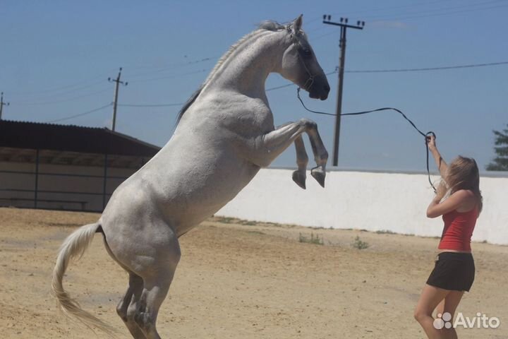 Арабский жеребец-производитель на случку