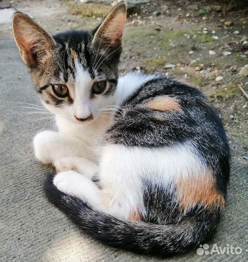 Кошечка