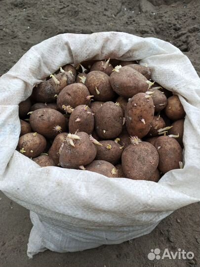 Семенной картофель