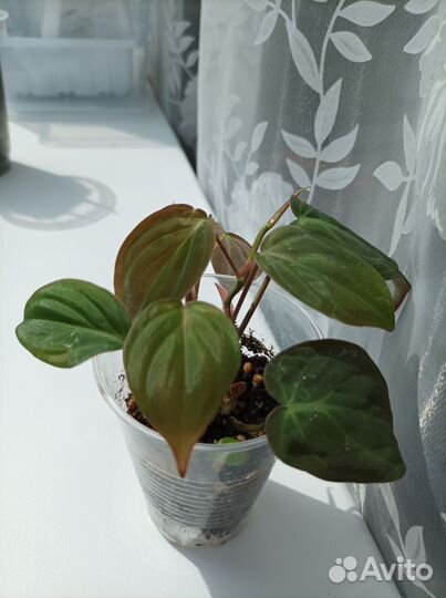 Филодендрон Миканс