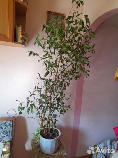 Фикус бенджамина большой