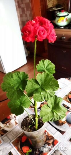 Пеларгония герань розебудная