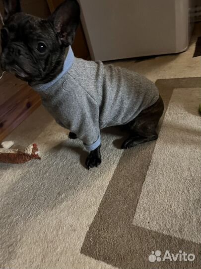Кофточки для животных на заказ