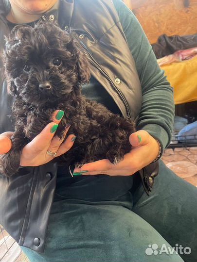 Maltipoo mini -мальтипу мини и микро f1