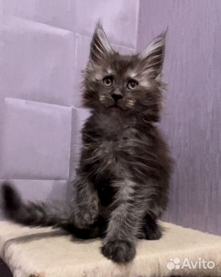 Мейн-кун большой выбор котят