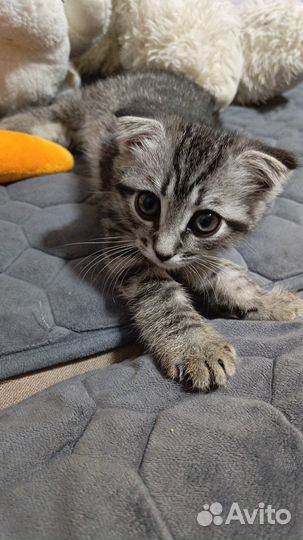 Котик Федя)