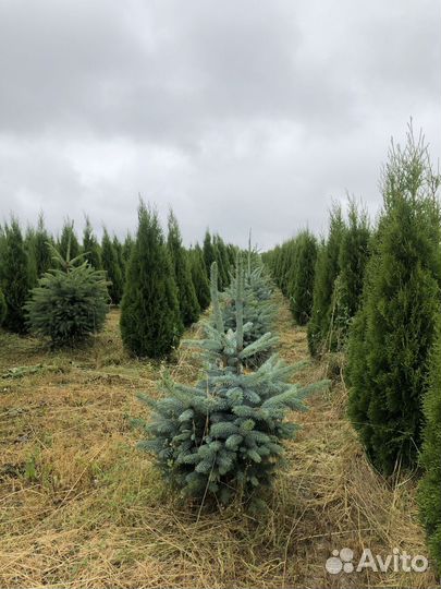 Ель голубая с доставкой