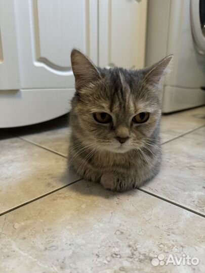 Британская кошка бесплатно