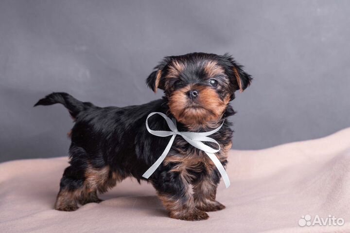 Йоркширский терьер щенки