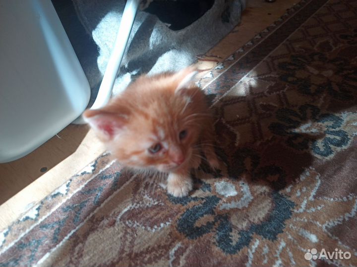 Котятки различные(черные, рыжий, серенький)