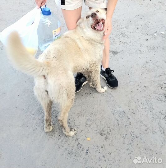 Верный друг Беляш