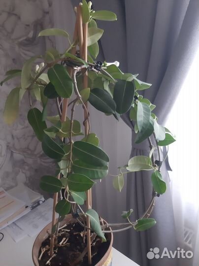 Стефанотис