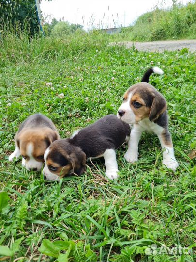 Щенки бигль