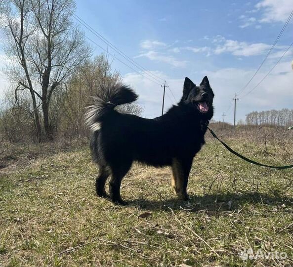 Собака метис овчарки и лайки, 1 год