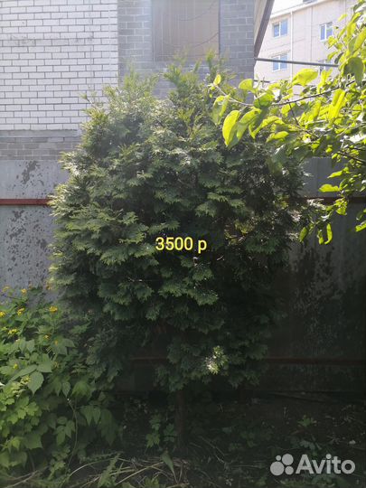 Туи
