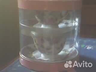 Чашки и блюдца новые
