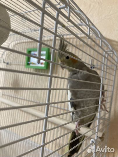 Попугай корелла