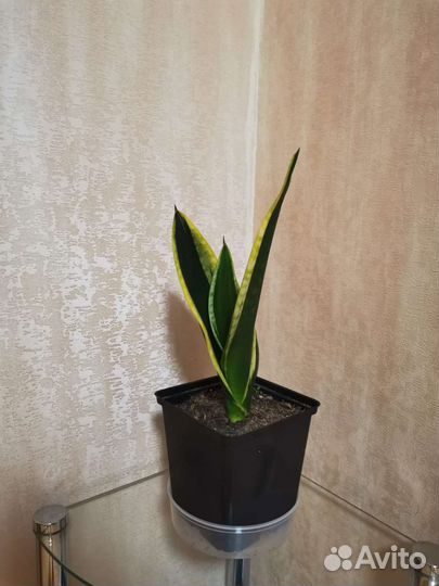 Сансевиерия