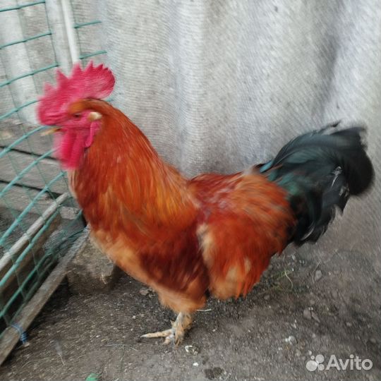 Молодые петухи