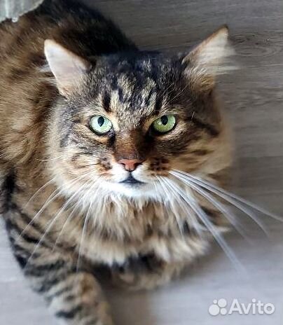 Пушок, обаятельный кот в добрые руки