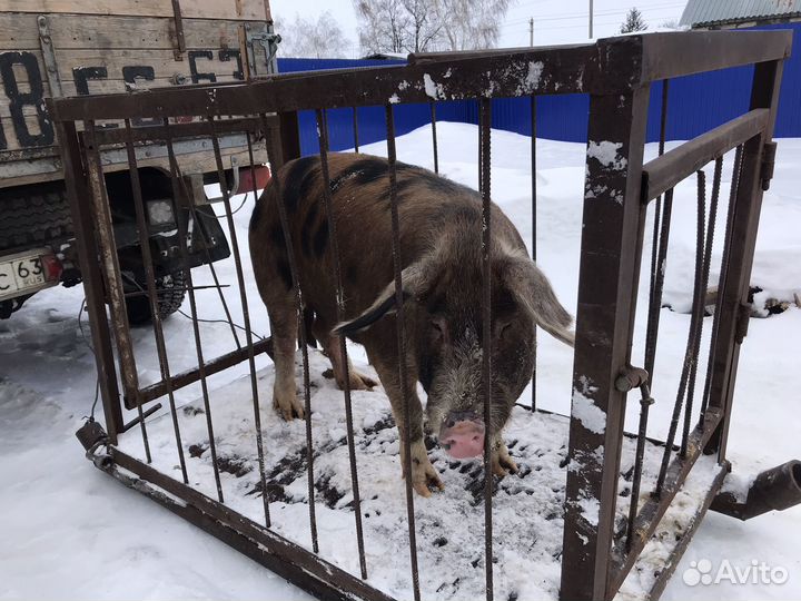 Хряк на случку