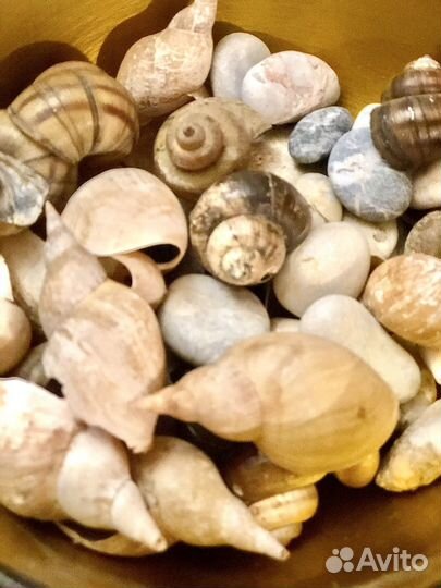 Ракушки морские камушки