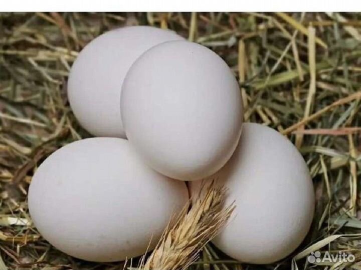 Домашние куриные яйца