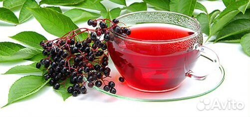 Сироп бузины черной - для молодости и долголетия