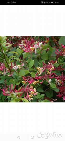 Многолетние цветы