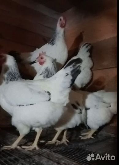 Адлерская серебристая яйцо,цыплята