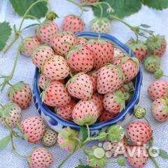 Рассада клубники