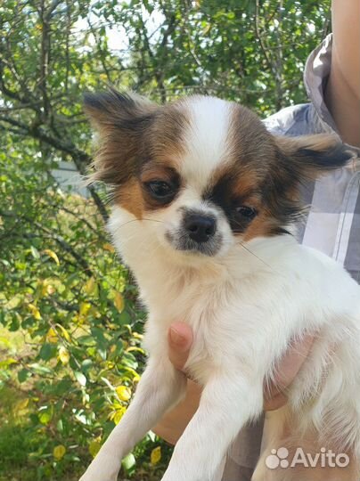 Чудесный щенок чихуахуа девочка