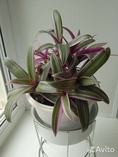 Рео пестрое