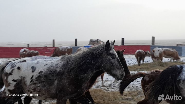 Жеребец 3й год