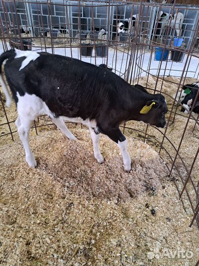 Бычки-оптом