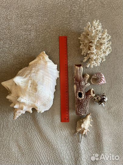 Ракушки морские