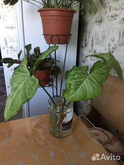 Отросток сингониум