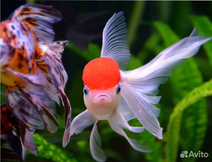 Золотый рыбки