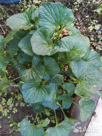 Фиалка садовая