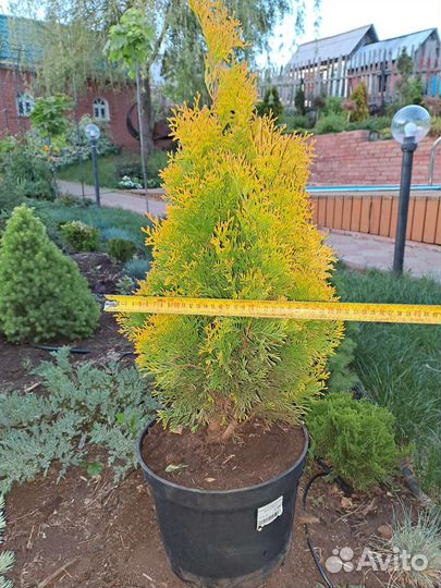 Туя западная Смарагд