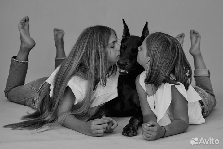 Фотосессия с доберманом