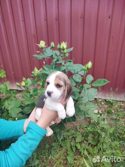 Щенки, Бигль