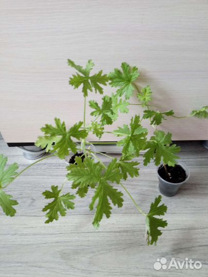 Герань душистая