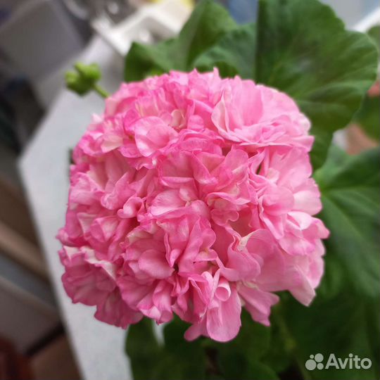 Пеларгония герань сортовая