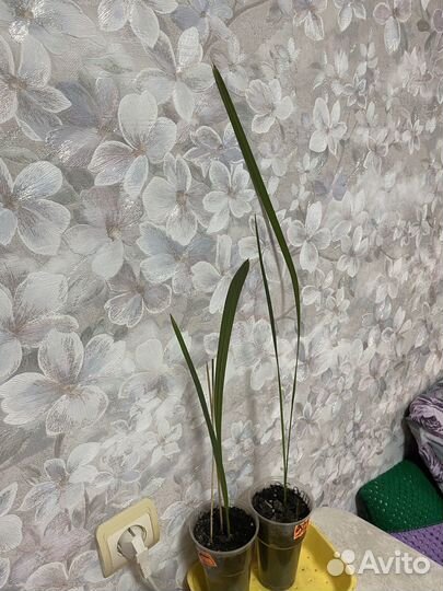 Комнатные цветы.бегония,пальма