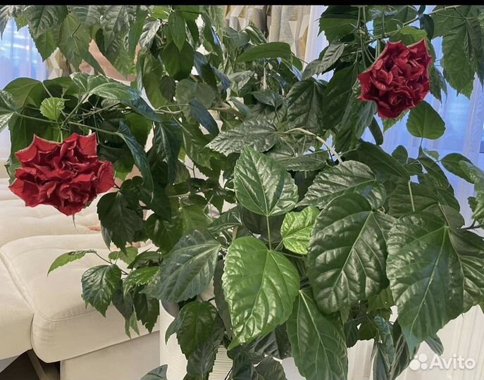 Продам цветы комнатные