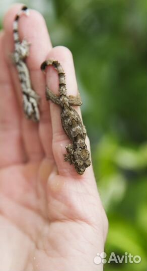 Гекконы,агамиды и пр. ящерицы