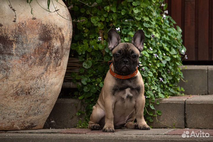Девочка французский бульдог