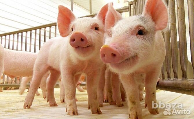 Рабочий свинокомплекса без опыта