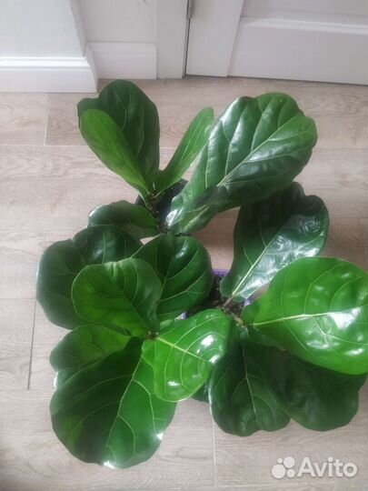 Фикус Лирата крупный лист(Колумнарис)